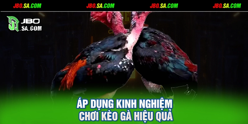 Áp dụng kinh nghiệm chơi kèo gà hiệu quả
