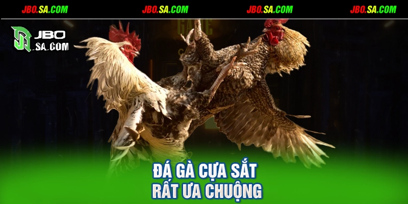 Đá gà cựa sắt rất ưa chuộng