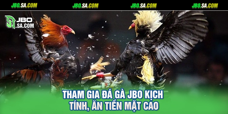 Tham gia đá gà JBO kịch tính, ăn tiền mặt cao